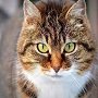 Что делать, если кошка отказывается от еды